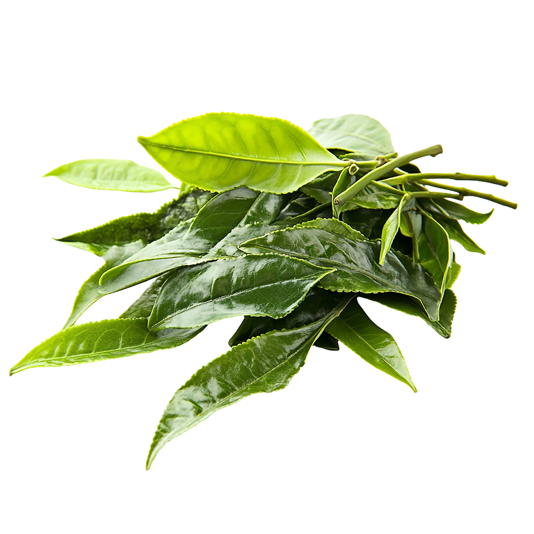 Camellia sinensis leaf extract